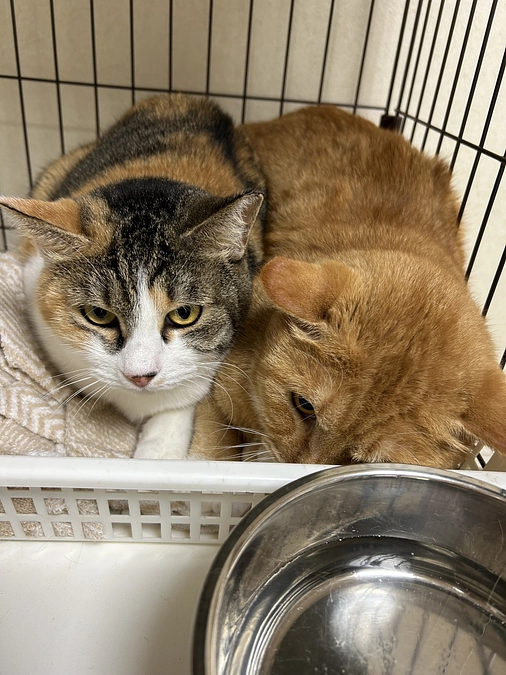 本日(7/24)の猫の森ハウスの夜のお世話の活動報告。