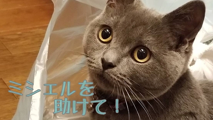 FIPという難病に苦しむミシェルを助けてください！