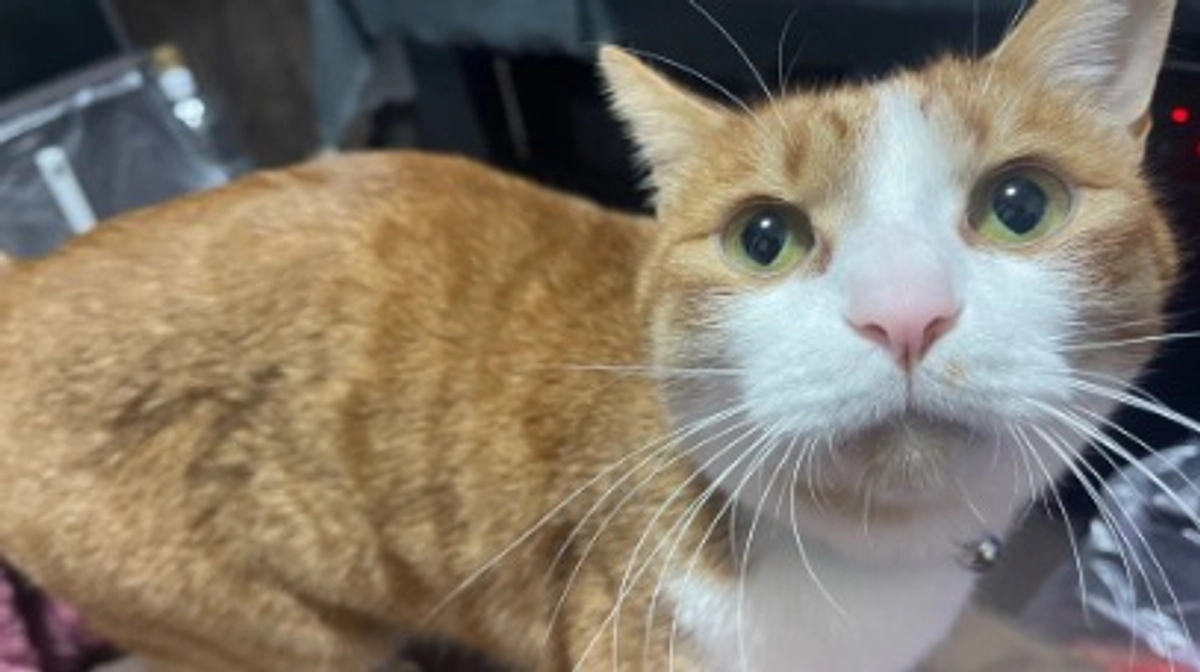 プロジェクト無事終了しました