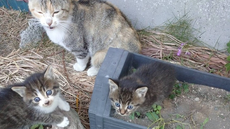 古民家を保護猫シェルターに改修し野良猫たちを救いたい