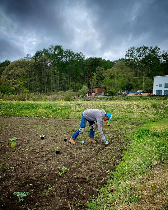 遅霜の襲撃！　　植え付けた苗が全滅しました。