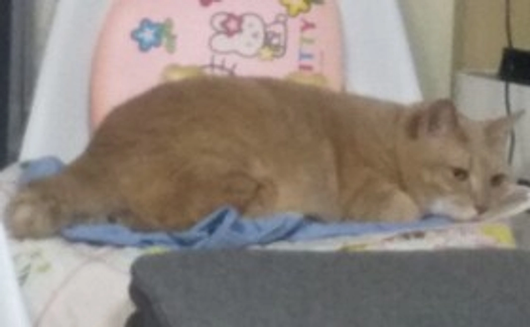 1.リターン不要