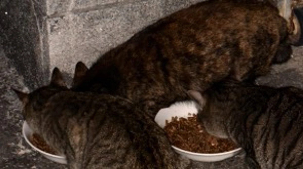 捕獲の日程が決まりました。