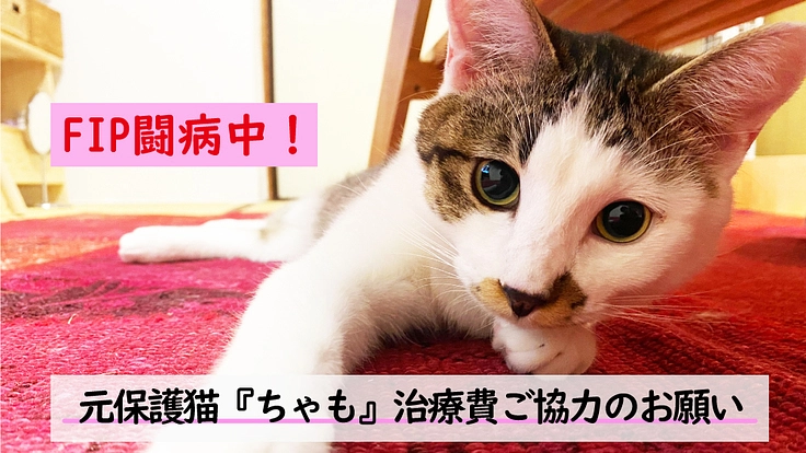 FIP闘病中／元保護猫「ちゃも」の治療費の御協力のお願い