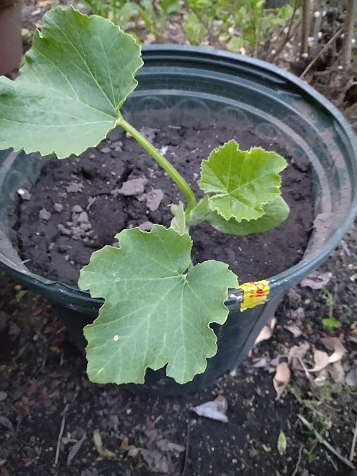 かぼちゃを植えました！　～その１　定植！～