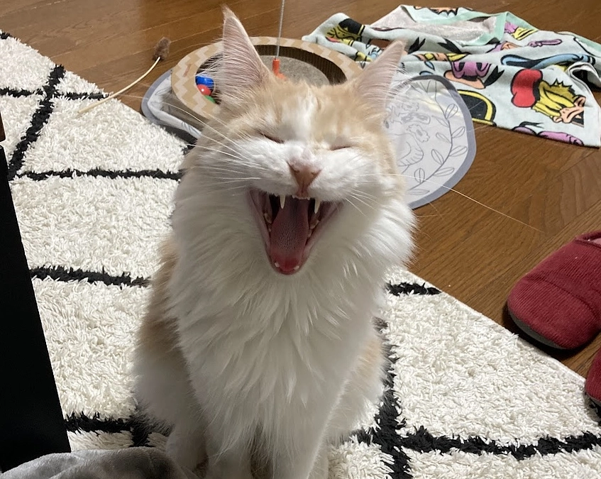 10/26ルイの様子