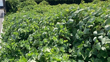 耕作放棄地を無くし隊 のトップ画像