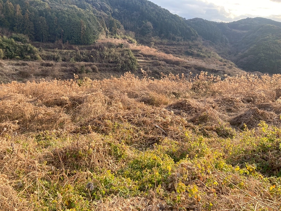 雑草との終わらない戦い