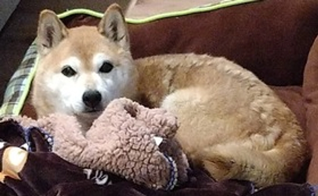 あんずの病気治療へのご支援お願いいたします①