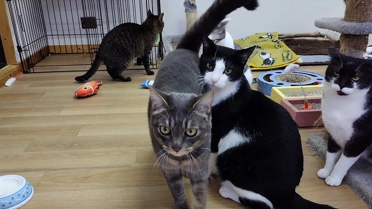 [親子で保護!!総勢２０匹]保護猫の飼育費のご支援をお願いします