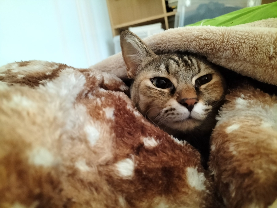 関東から連れてきた子