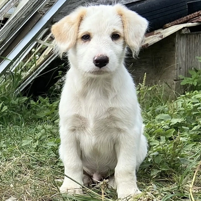 終了日まであと8日！奄美大島で多頭飼育崩壊　同じところから来た仲間たち