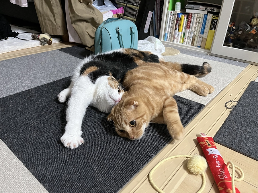 お姉ちゃんに甘えに行ったと思いきや、、、