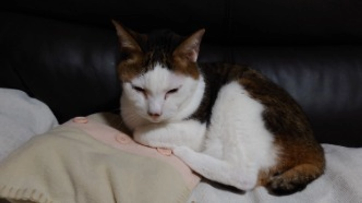 ほぼ完成致しました。