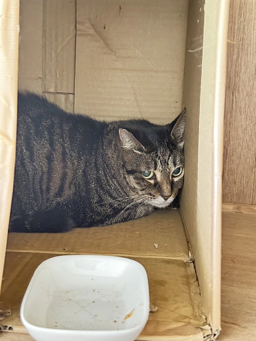 【緊急保護依頼発生】高齢者が入院され、お家に飼い猫5匹が取り残されています…