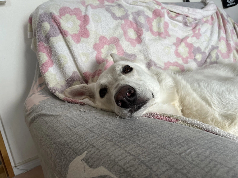 追加報告、代理支援有難うございます‼️