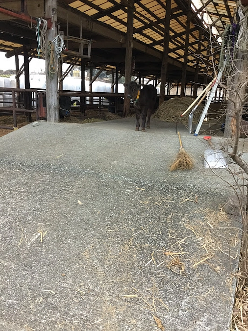 ライブ告知（妻が牛を引きます）