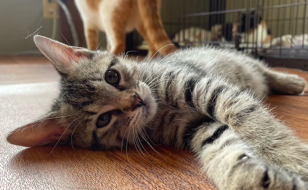 こころ星 応援５,０００円コース