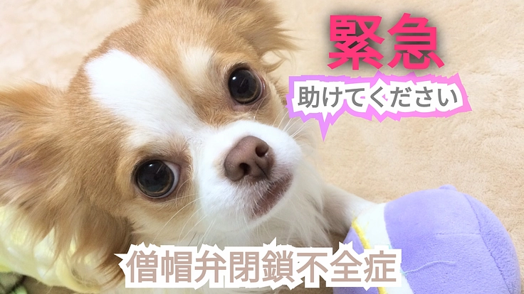 【緊急】僧帽弁閉鎖不全症 愛犬の命を繋げたい 助けてください！