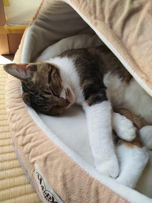 【残り7日間となりました】