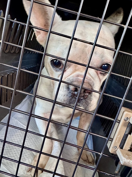 寒空の下に捨てられたフレンチブルドッグ