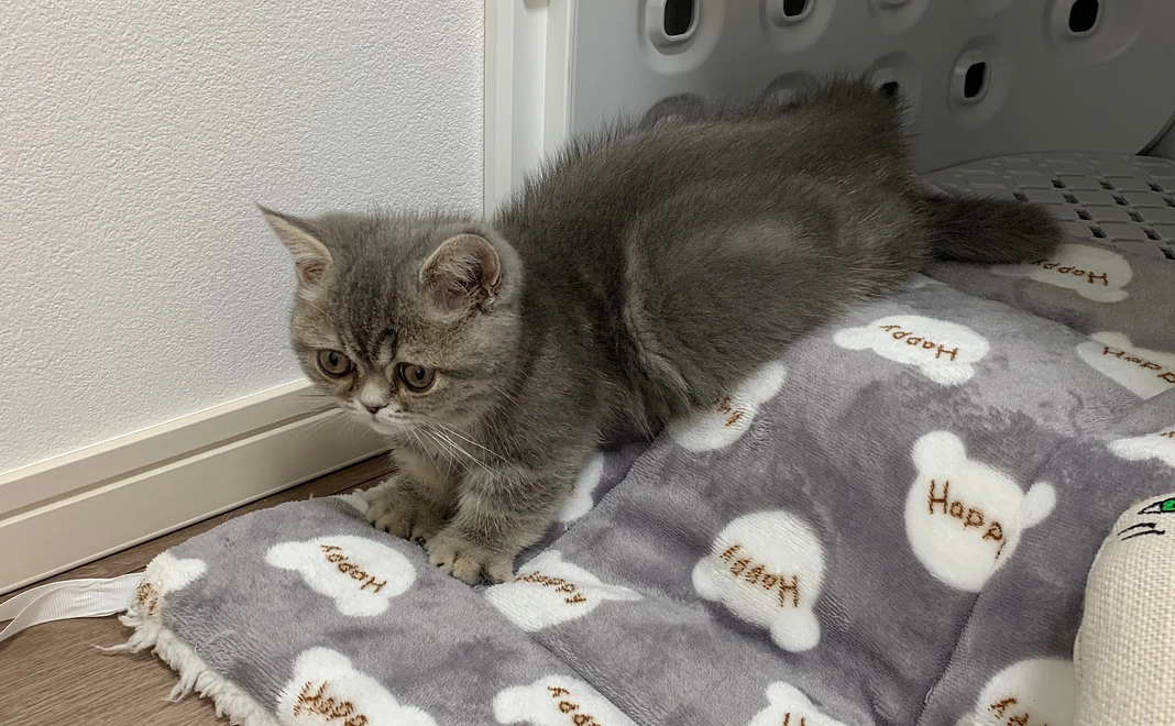 どるくんから感謝のメール・写真1枚