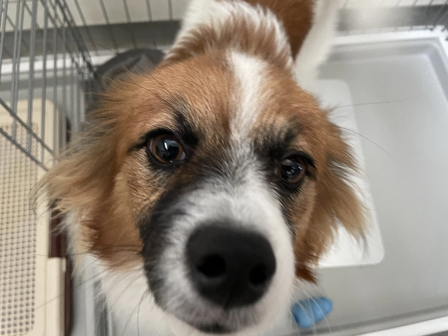 本日　1回目の手術です