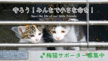梅猫サポーター募集中！京都どうぶつあいごの会の活動にご支援下さい。 のトップ画像