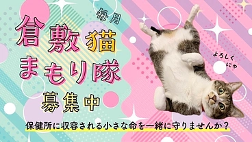 保健所に収容される小さな命一緒に守りませんか？倉敷猫まもり隊！ のトップ画像