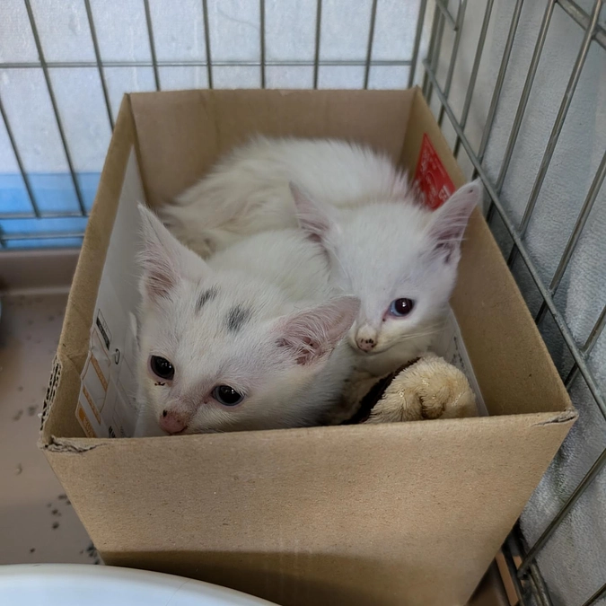 瀕死の子猫…。不幸な命を産ませないために、TNRの加速が必要だと改めて感じます。