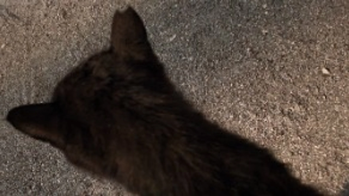 4/15 外猫たち🐱餌やり