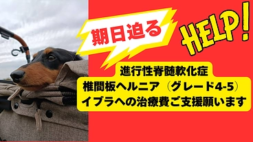 【進行性脊髄軟化症】2度大手術をしたイブラへ、治療費ご支援のお願い のトップ画像