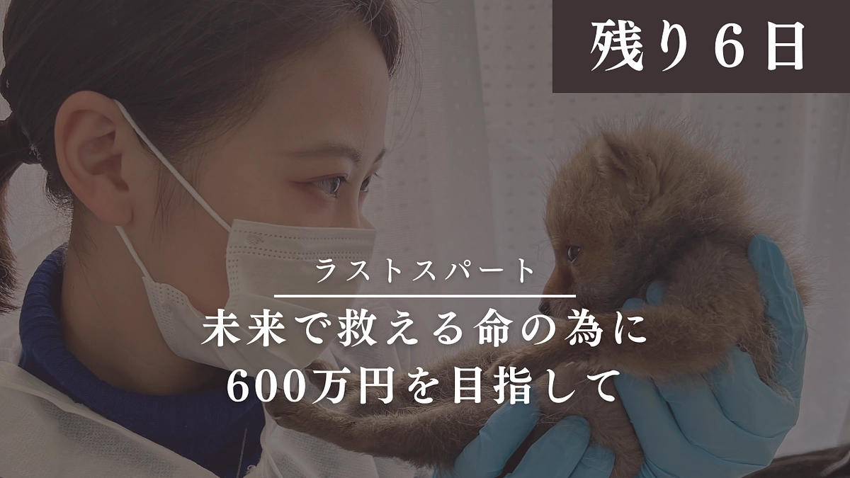 【クラファン残り6日】ラストスパート。未来で救える命の為に600万円を目指して。