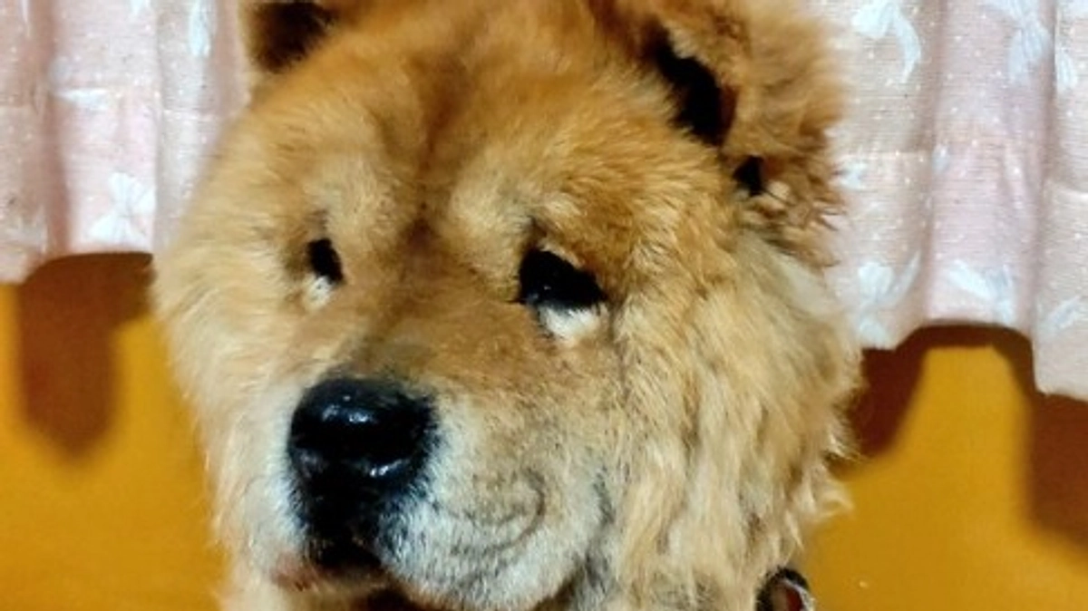 イベント参加＆テレビ出演予定です