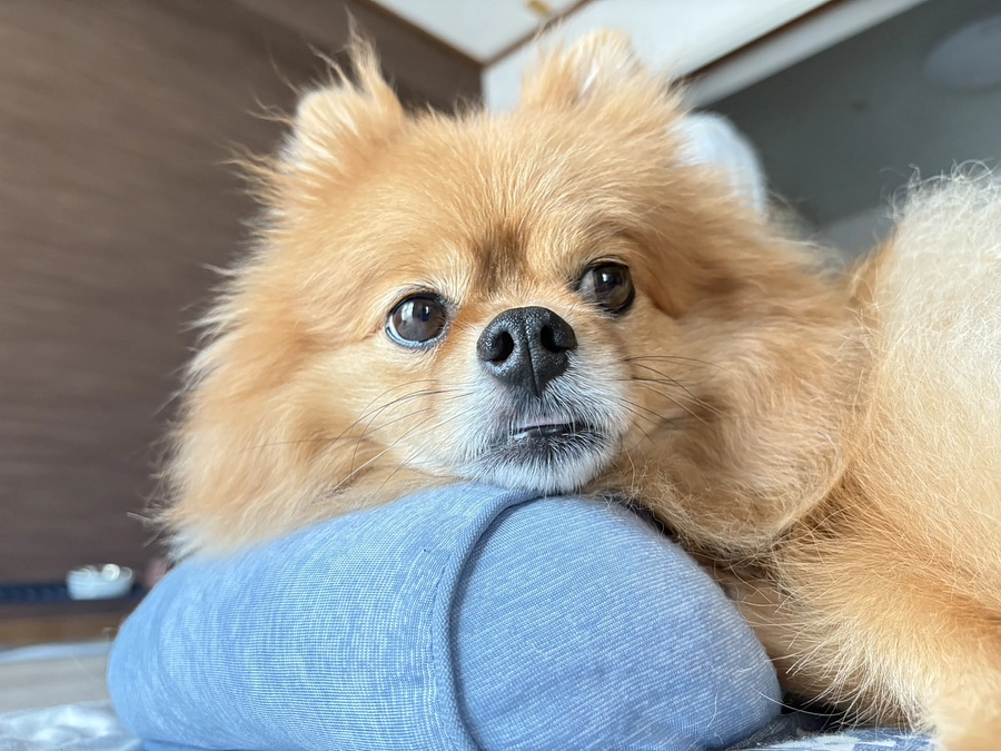 🆘🆘カウントダウン開始🆘🆘