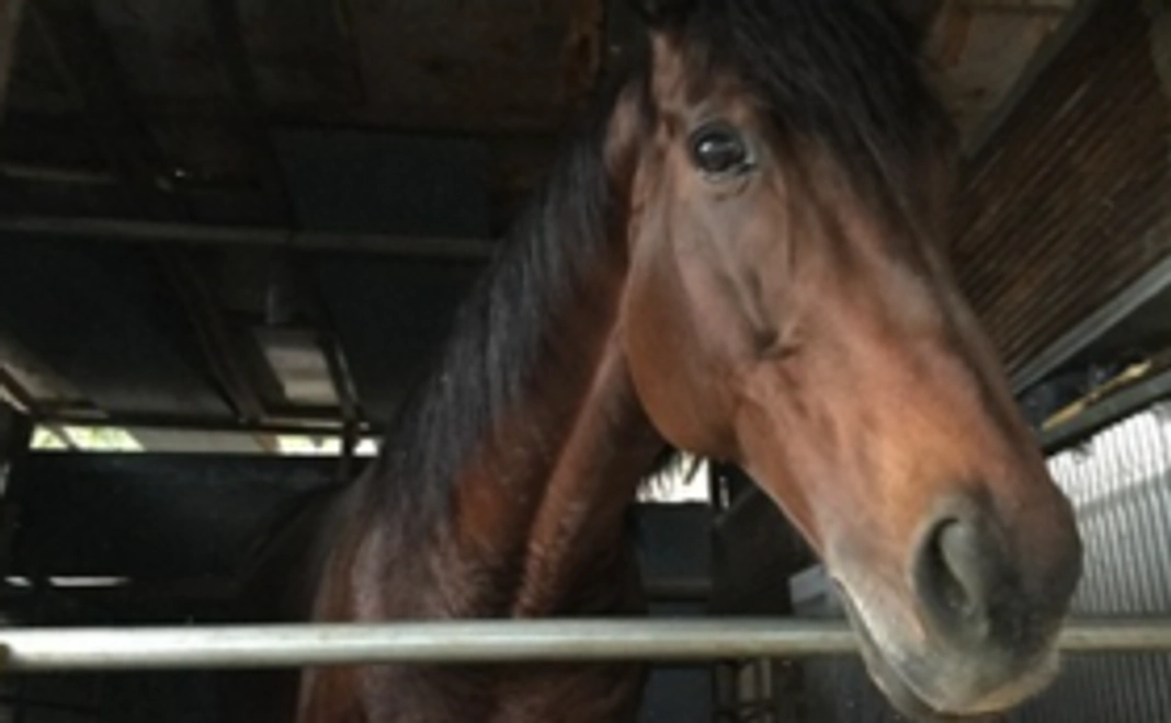 【5,000円コース】引退馬をポストカードセットで応援