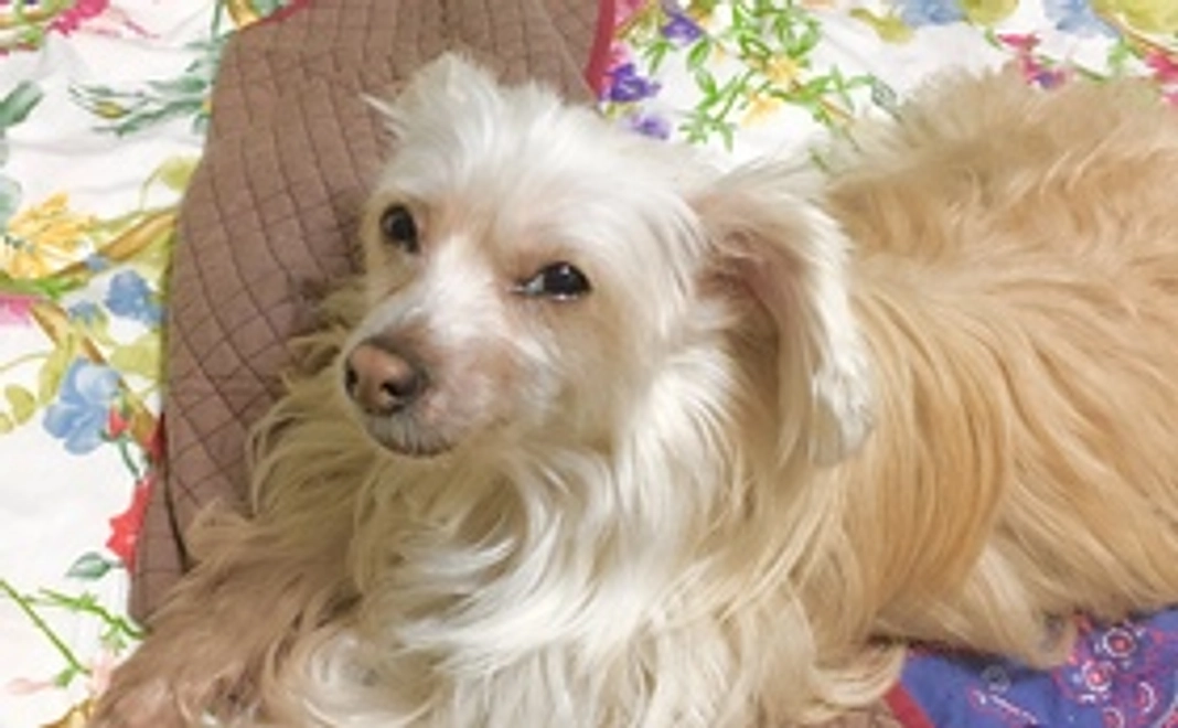 お礼メール（モグの動画付き）