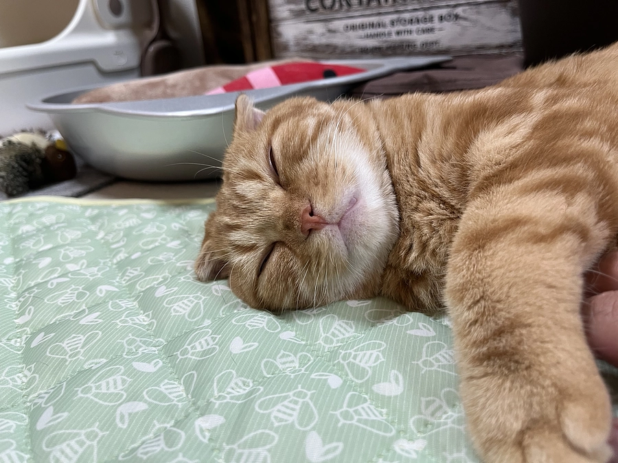 今日もたくさん寝るふう