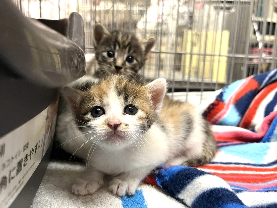 プロジェクトがスタートしました！