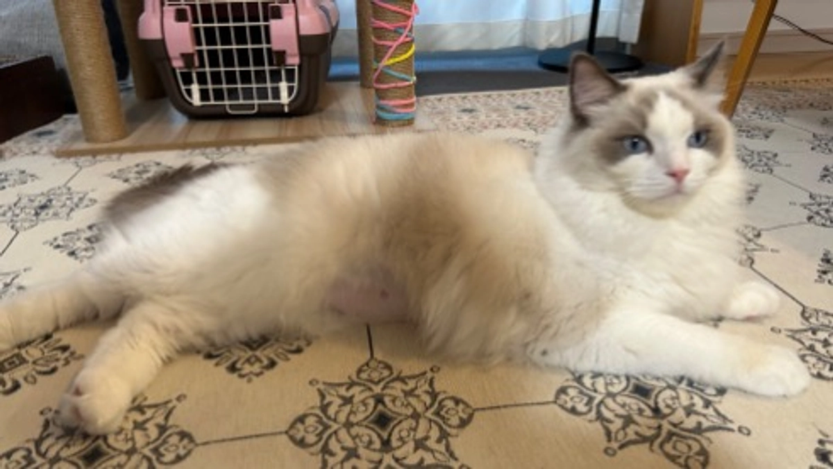 みなさまご支援ありがとうございます　現在のジャンポール