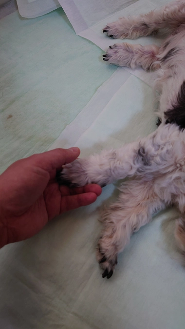 ルーシーが闘病の末、亡くなりました。