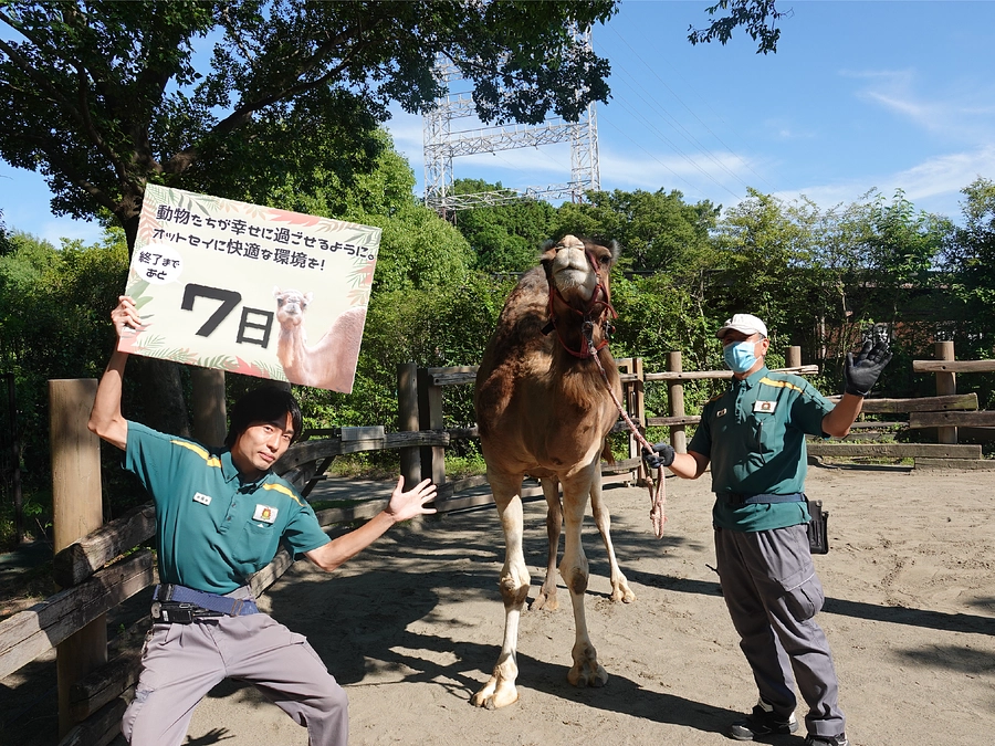 オットセイに快適な環境を！～プロジェクト終了まで【あと7日】～