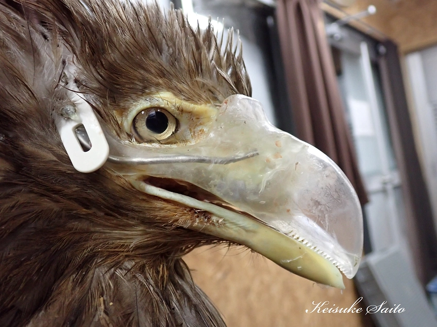 今日はベックの一日だった！