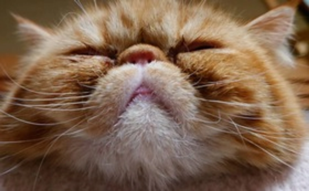 しまじろう応援 1000円コース