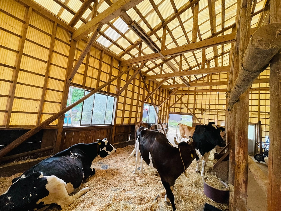 ソフトクリーム🍦