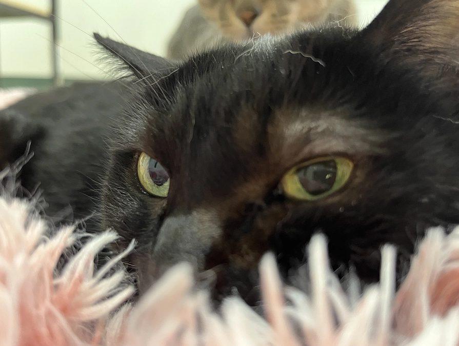 虹の橋を渡りました。