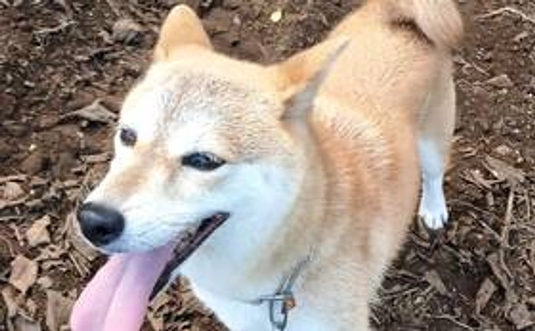 アメへのご支援 1