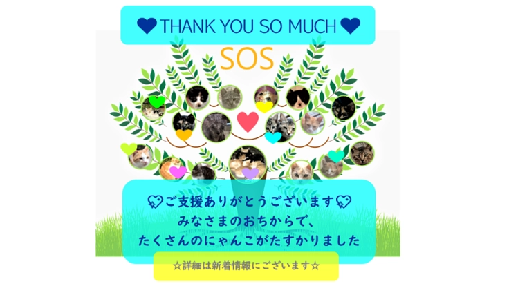 ☆SOS☆のらねこレスキュー☆