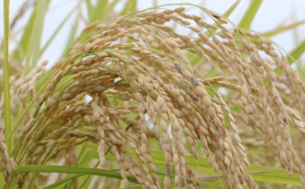 2020年度新米稲刈り体験とお米