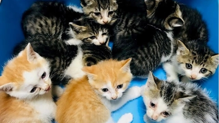 15年目のシャディ保護猫ハウス 1つの命を守るためにこれからも